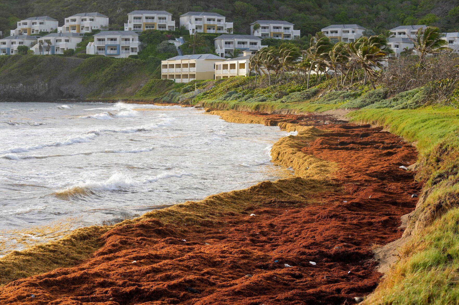 APTOPIX Caribbean Seaweed Struggles